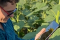 Власний додаток українського агрохолдингу розраховує врожайність