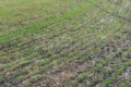 Незначні площі озимої пшениці на Харківщині слабко уражені кореневими гнилями