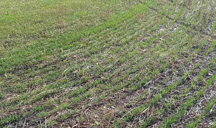 Незначні площі озимої пшениці на Харківщині слабко уражені кореневими гнилями