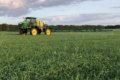 Захист озимої пшениці в «Агрейн» здійснюють з урахуванням строків посіву
