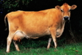 Джерсейські корови дають технологічне молоко