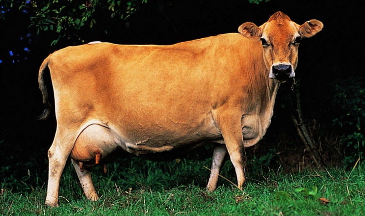 Джерсейські корови дають технологічне молоко