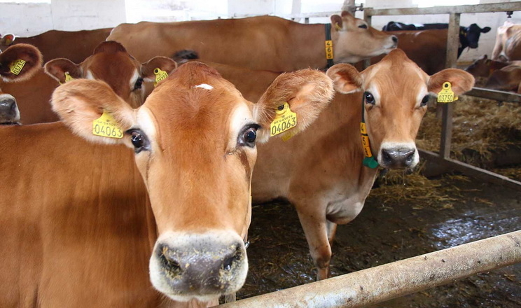 Джерсейські корови не пробачають помилок ветеринарам