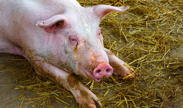 Закупівельна ціна на живець свиней зросла до 62,5 грн/кг