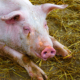 Закупівельна ціна на живець свиней зросла до 62,5 грн/кг