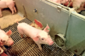 Афлатоксини серйозно пошкоджують печінку свиней