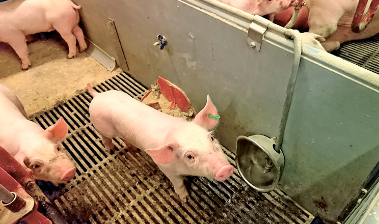 Афлатоксини серйозно пошкоджують печінку свиней