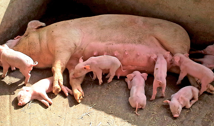 Незначні зміни в годівлі свиноматок мають великий вплив на зменшення рівня смертності