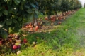 Від обстрілів в «Садах Донбасу» обсипалися яблука