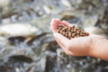 ФАО закуповує корми для лососевих видів риб, щоб підтримати аквафермерів