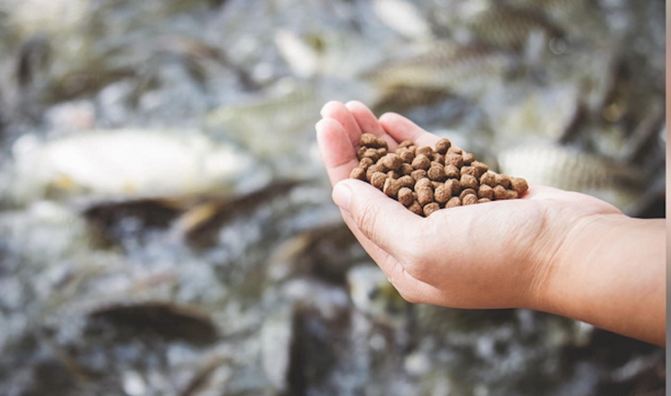 ФАО закуповує корми для лососевих видів риб, щоб підтримати аквафермерів
