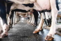 Вакуумні насоси дозволяють заощадити до 50% електроенергії на молочній фермі