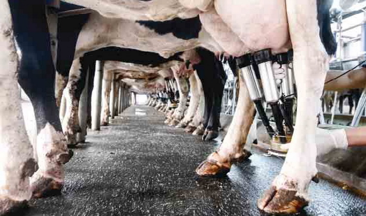 «Астарта» на 13% наростила продажі молока в 2023 році