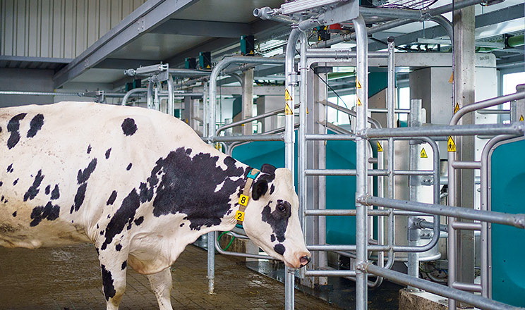 Промисловий сектор у лютому виробив на 2,7% більше молока