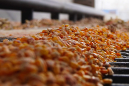 Ціни на кукурудзу в порту з поставкою до 30 днів торгуються від 150 до 156$