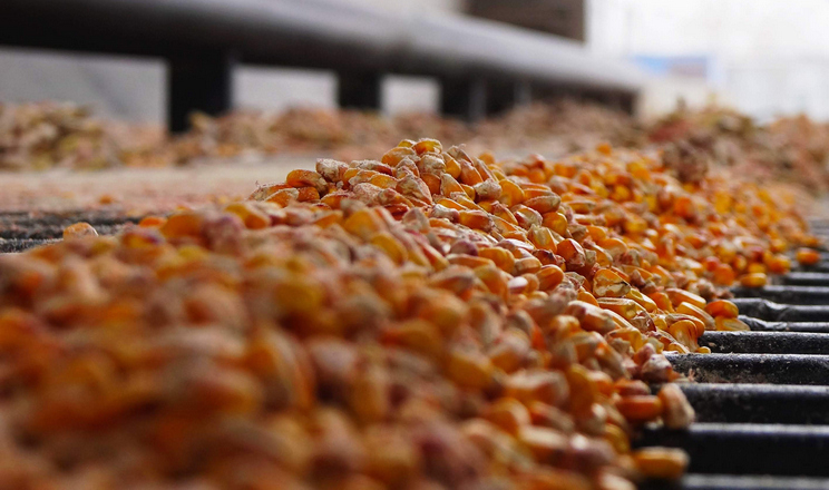 Ціни на українську кукурудзу продовжують поступове зниження