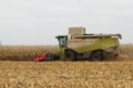Урожайність кукурудзи в «Агротрейд» подекуди перевищує 14 т/га