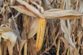 Кукурудзу в «Сейм Агро» зібрали з рекордною врожайністю