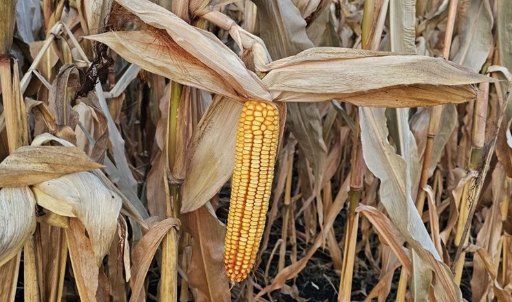 Кукурудзу в «Сейм Агро» зібрали з рекордною врожайністю