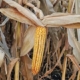 В Україні зріс попит на середньоранні гібриди кукурудзи з ФАО 250-300