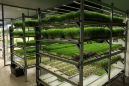 Переселенці з Харкова відкрили п’яту ферму мікрогріну у Франківську