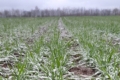 Озимі зернові на Львівщині припинили вегетацію на 10 днів пізніше звичних строків