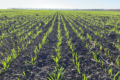 Які особливості застосування мікроелементів на посівах озимих зернових