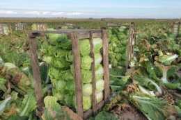 Черкаські аграрії готуються вирощувати овочі у два обороти 