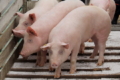 За 9 місяців Україна імпортувала в 5,5 раза більше свиней