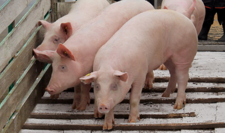 За 9 місяців Україна імпортувала в 5,5 раза більше свиней