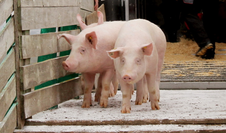 Усі свині, яких завозять на ферму, мають пройти карантин
