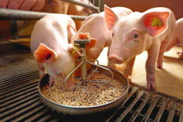 Забагато заліза в кормах для свиней спричиняє розвиток хвороб