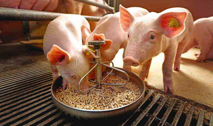 Як зменшити витрати на годівлі свиней сухими кормами