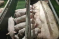 Кіровоградське господарство отримує до 15 поросят на свиноматку