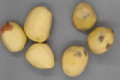 Аргентинці на порозі випуску генетично відредагованої картоплі