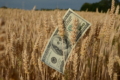 Темпи експорту пшениці перевищили минулорічний рівень