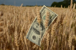Темпи експорту пшениці перевищили минулорічний рівень