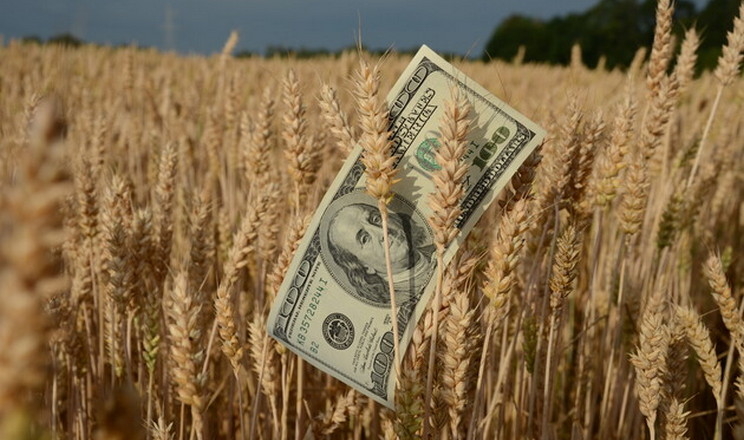 Україна експортувала понад 6 млн тонн пшениці