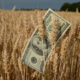 Великі запаси пшениці в ЄС і Чорноморському регіоні обмежували зростання цін