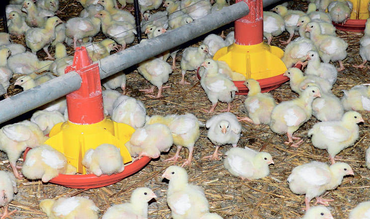 Установлено покращення продуктивності бройлерів, інфікованих сальмонелою, за застосування натуральних продуктів на основі сангвінаріну