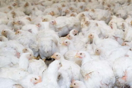 Живі вакцини все частіше застосовують для профілактики кокцидіозу у птиці