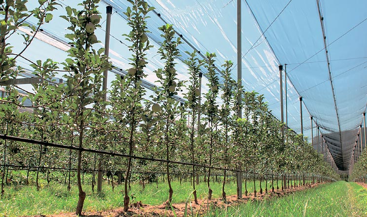 Експерти італійського розплідника Griba знають, яким важливим є вихідний матеріал для отримання високих результатів за короткий строк