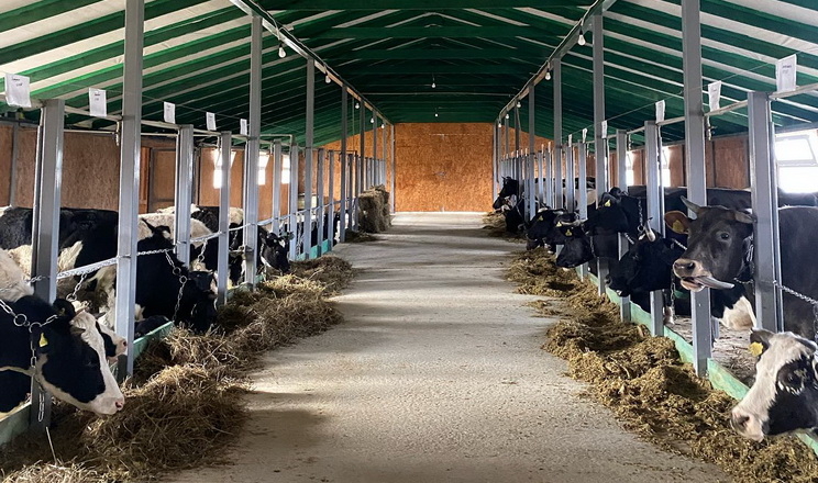 Рівненська сімейна молочна ферма збудувала корівник на 40 голів ВРХ