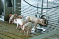 У великій групі свиней у загоні знижуються прирости