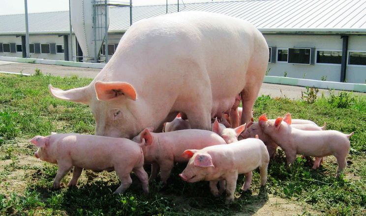 Племзавод «Агропрайм Холдинг» нарощуватиме кількість ремонтних кнурців і свинок