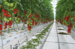 У червні томати коштуватимуть 50-60 грн/кг