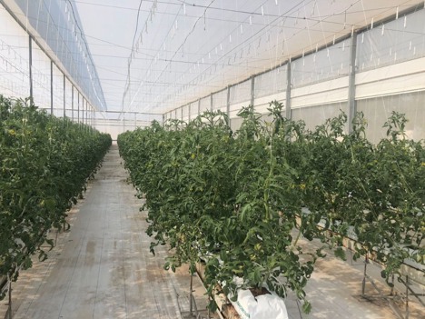 В Об’єднаних Арабських Еміратах розпочали вирощувати томати