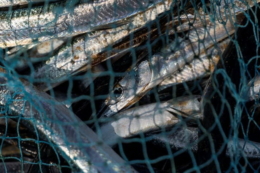 Створення риболовецьких кооперативів не потребує жодних затрат із боку держави