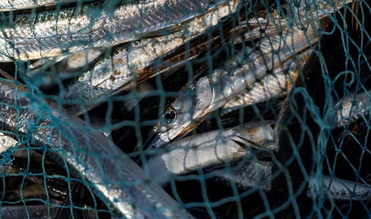 Відбудуться повторні торги на промисловий вилов риби у водосховищах Дніпра