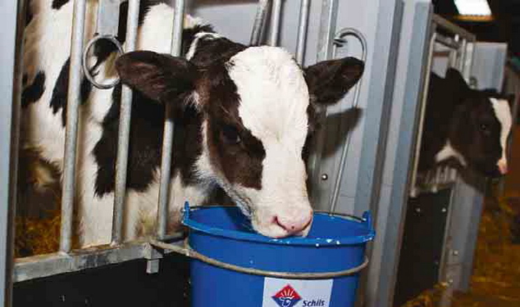 Замінник молока з вищим умістом протеїну ефективніше впливає на ріст телят